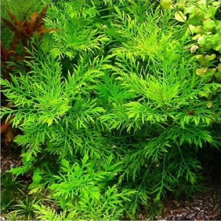 Hygrophila Difformis