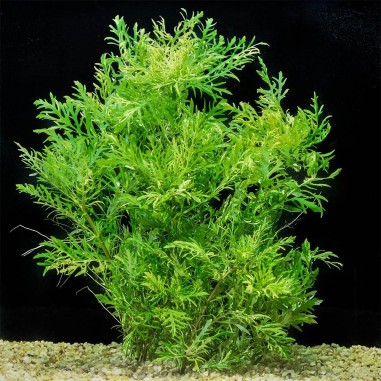 Hygrophila Difformis