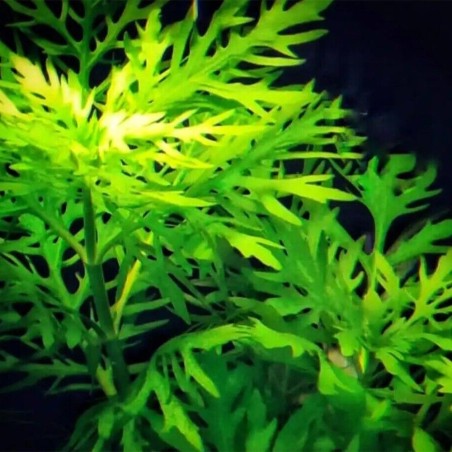 Hygrophila Difformis