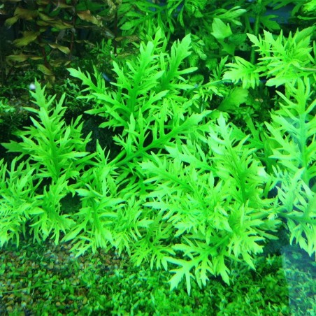 Hygrophila Difformis