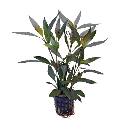 Hygrophila Guanensis