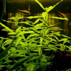 Hygrophila Polysperma 2