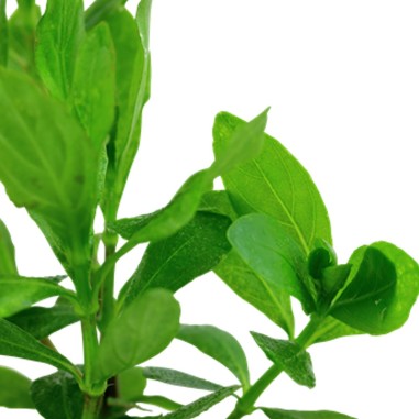 Hygrophila Polysperma