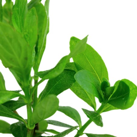 Hygrophila Polysperma