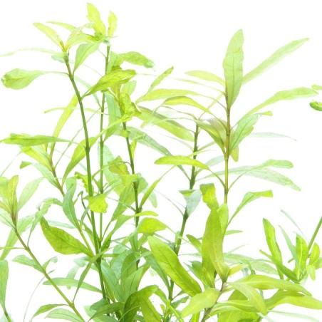 Hygrophila Polysperma