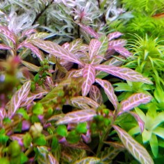 Hygrophila Polysperma Rosanervig (Rosae Australis) 2