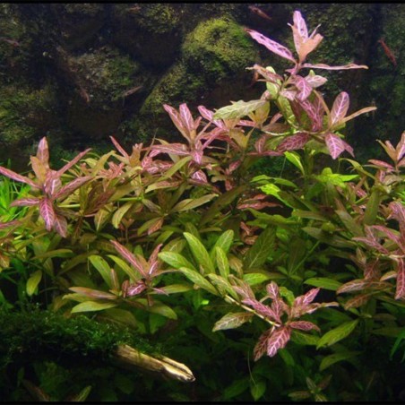 Hygrophila Polysperma Rosanervig (Rosae Australis)