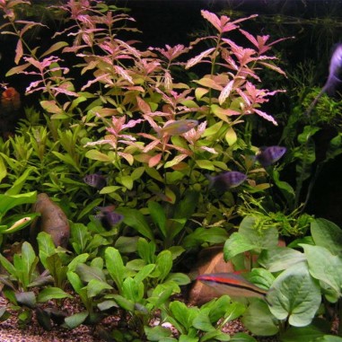 Hygrophila Polysperma Rosanervig (Rosae Australis)