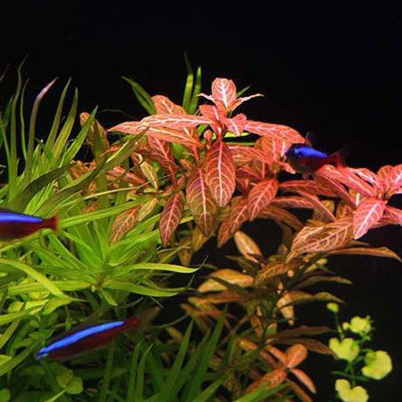 Hygrophila Polysperma Rosanervig (Rosae Australis)