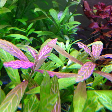 Hygrophila Polysperma Rosanervig (Rosae Australis)