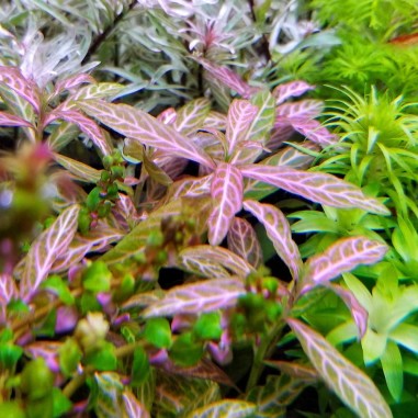 Hygrophila Polysperma Rosanervig (Rosae Australis)