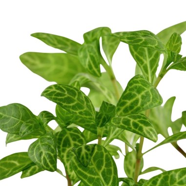 Hygrophila Polysperma Rosanervig (Rosae Australis)