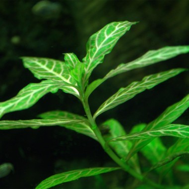 Hygrophila Polysperma Rosanervig (Rosae Australis)