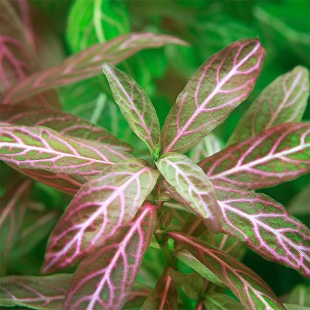 Hygrophila Polysperma Rosanervig (Rosae Australis)