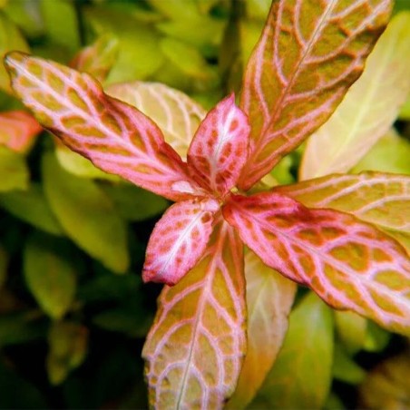 Hygrophila Polysperma Rosanervig (Rosae Australis)
