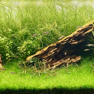 Juncus Repens