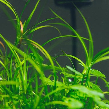 Juncus Repens