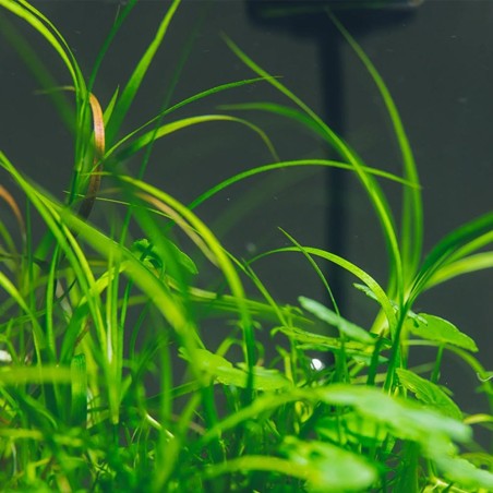 Juncus Repens