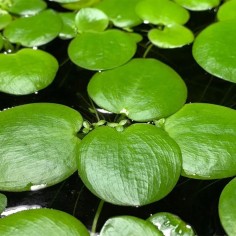 Limnobium Laevigatum 2