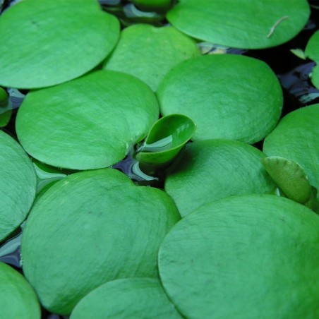 Limnobium Laevigatum