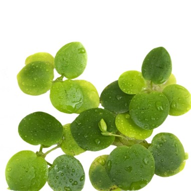 Limnobium Laevigatum