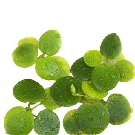 Limnobium Laevigatum