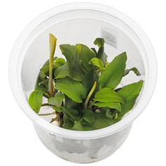 Lagenandra meeboldii "Bleeding Heart" in vitro