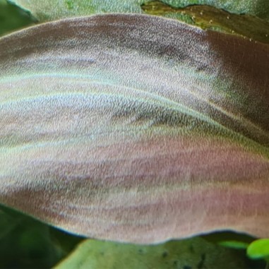 Lagenandra meeboldii "Bleeding Heart" in vitro