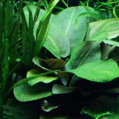 Lagenandra meeboldii "Green" 2