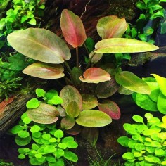 Lagenandra meeboldii "Red" 2