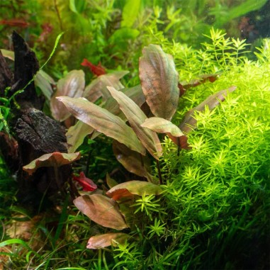 Lagenandra meeboldii "Red"