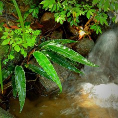 Lagenandra Thwaitesii 2