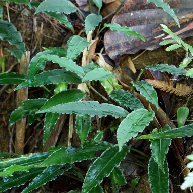 Lagenandra Thwaitesii