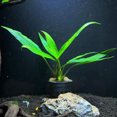 Lagenandra Thwaitesii