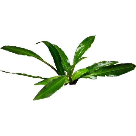 Lagenandra Thwaitesii