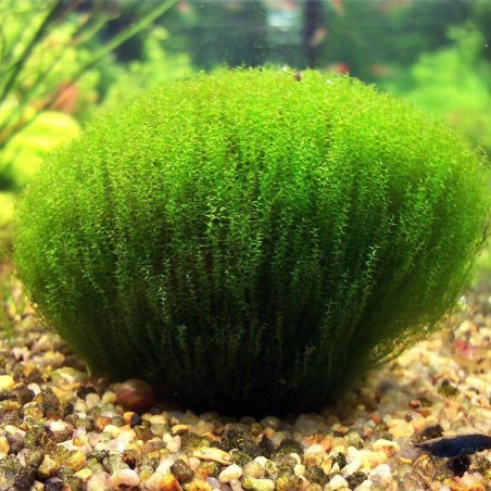 Leptodictyum Riparium (Stringy Moss) in Vitro Leptodictyum Riparium (Stringy Moss) in Vitro