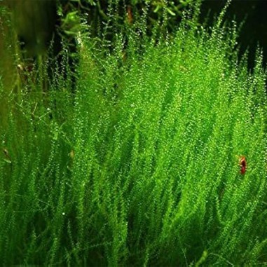 Leptodictyum Riparium (Stringy Moss) in Vitro