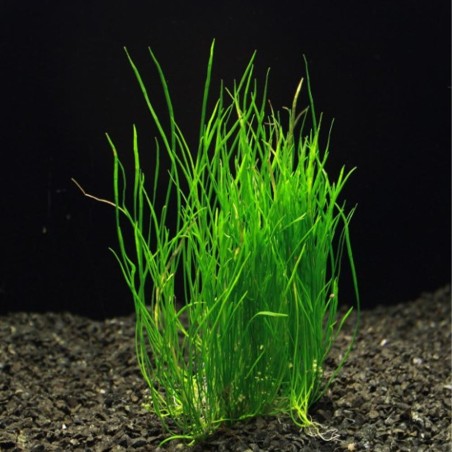 Lilaeopsis Mauritiana (Brasilensis) Lilaeopsis Mauritiana (Brasilensis)