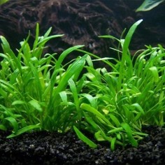 Lilaeopsis Novae Zelandiae 2
