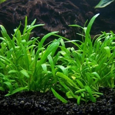Lilaeopsis Novae Zelandiae