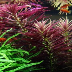 Limnophila Aromatica / Hippuroides 2