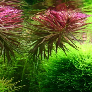 Limnophila Aromatica / Hippuroides