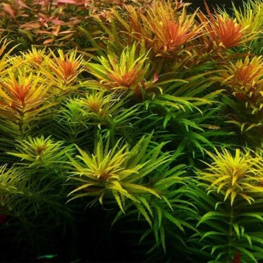 Limnophila Aromatica / Hippuroides