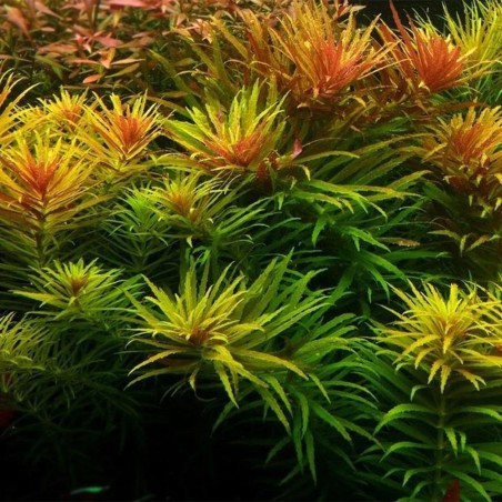 Limnophila Aromatica / Hippuroides