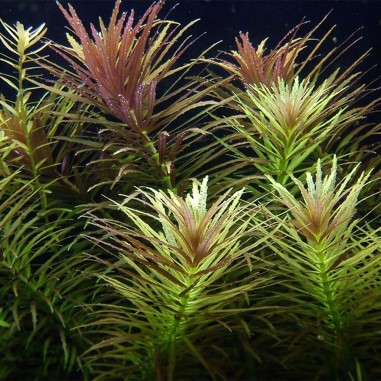 Limnophila Aromatica / Hippuroides