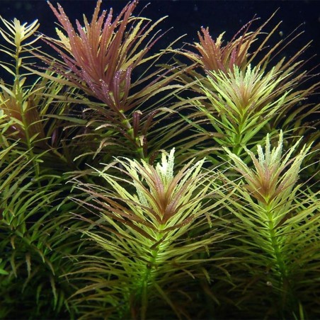 Limnophila Aromatica / Hippuroides