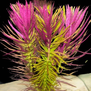 Limnophila Aromatica / Hippuroides
