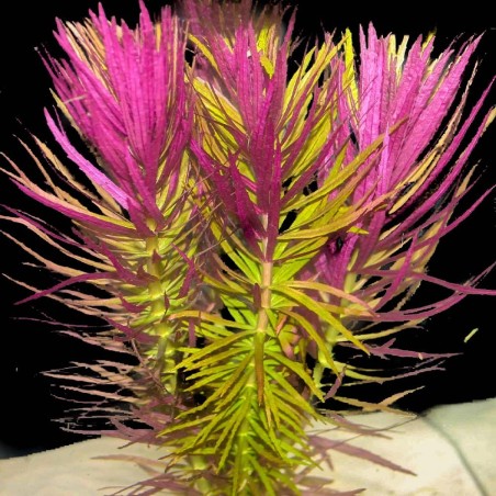 Limnophila Aromatica / Hippuroides