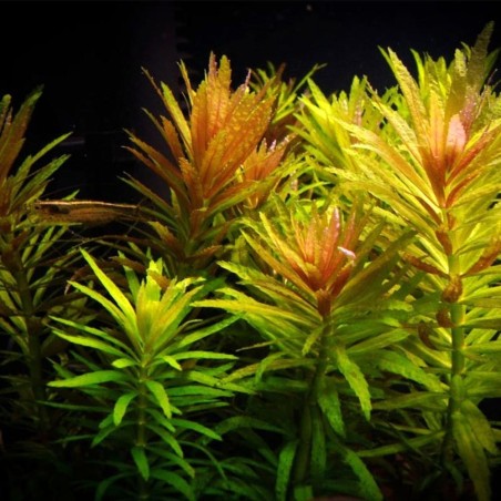 Limnophila Aromatica / Hippuroides