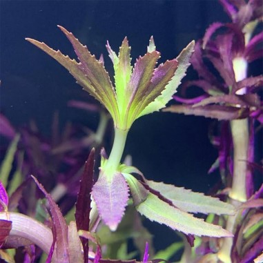Limnophila Aromatica / Hippuroides